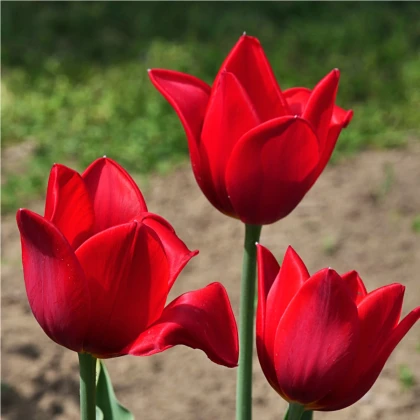 Tulipán Kingsblood - Tulipa - cibule tulipánu - 3 ks