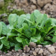 BIO Kozlíček polníček Verte de Cambrai - Vallerianella locusta - bio semena kozlíčku - 150 ks