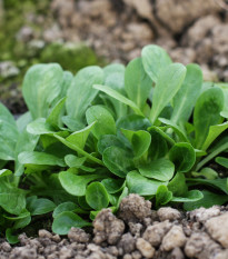 BIO Kozlíček polníček Verte de Cambrai - Vallerianella locusta - bio semena kozlíčku - 150 ks