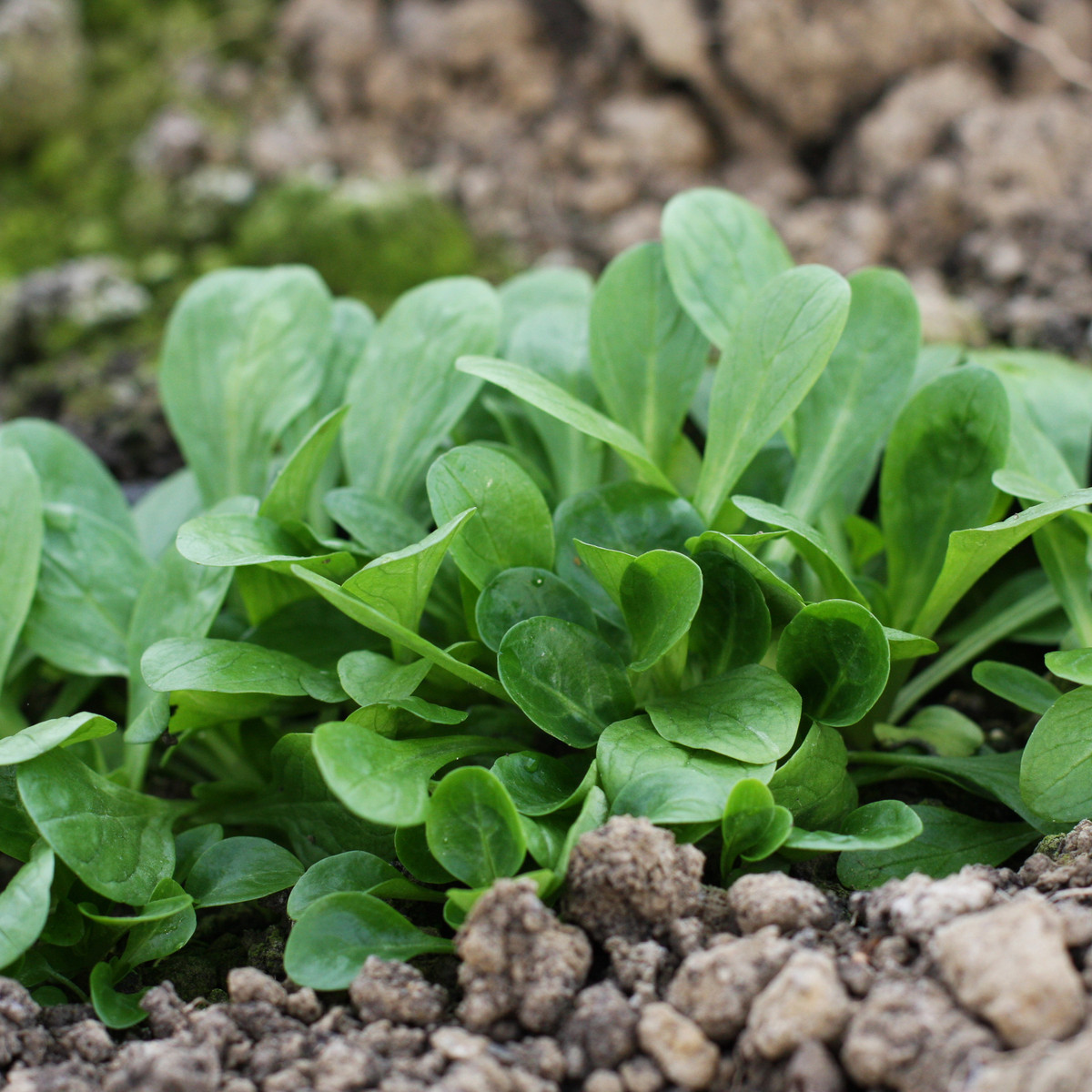 BIO Kozlíček polníček Verte de Cambrai - Vallerianella locusta - bio semena kozlíčku - 150 ks