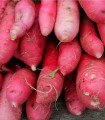BIO Ředkev Ostergruss Rosa - Raphanus sativus - bio semena ředkve - 50 ks