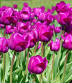 Tulipán Negrita - Tulipa - cibule tulipánu - 3 ks
