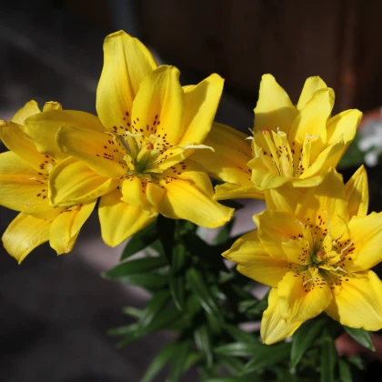 Lilie Fata Morgana - Lilium - cibule lilie - 1 ks