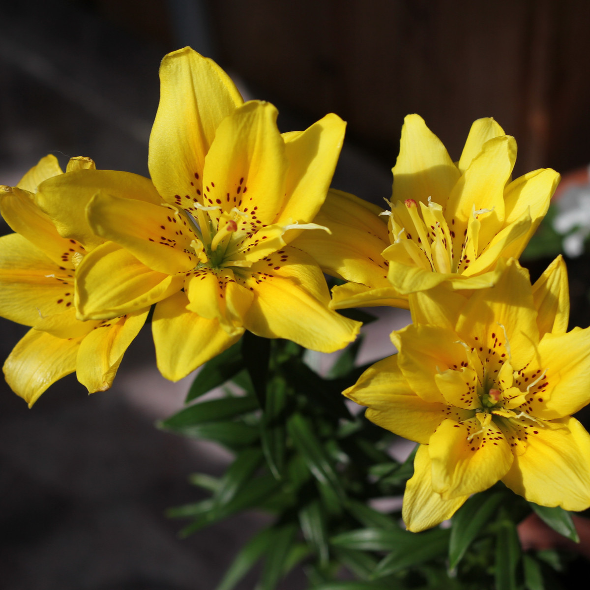 Lilie Fata Morgana - Lilium - cibule lilie - 1 ks