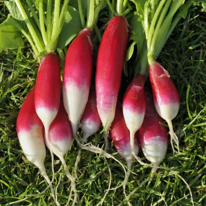 BIO Ředkev Francouzská snídaně - Raphanus sativus - bio semena ředkve - 80 ks