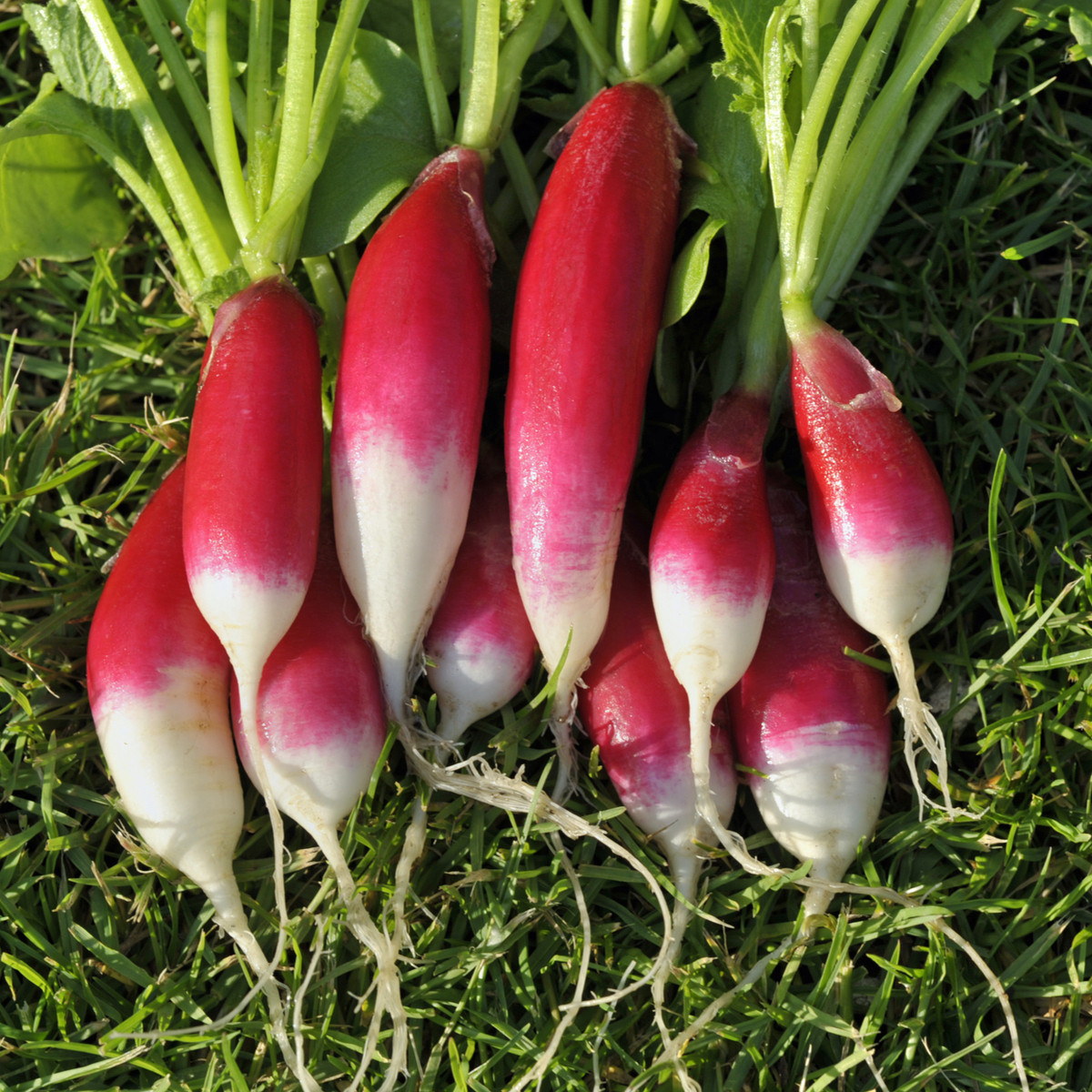 BIO Ředkev Francouzská snídaně - Raphanus sativus - bio semena ředkve - 80 ks