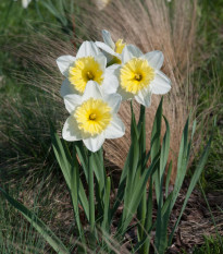 Narcis Ice Follies - Narcissus L. - cibule narcisu - 3 ks