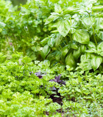 Aromatické byliny a koření - směs - semena aromatických bylin - 0,5 g