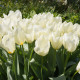Tulipán White Purissima - Tulipa - cibule tulipánu - 3 ks