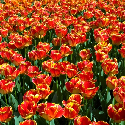 Tulipán Banja Luka - Tulipa - cibule tulipánu - 3 ks