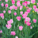 Tulipán Dynasty - Tulipa - cibule tulipánu - 3 ks