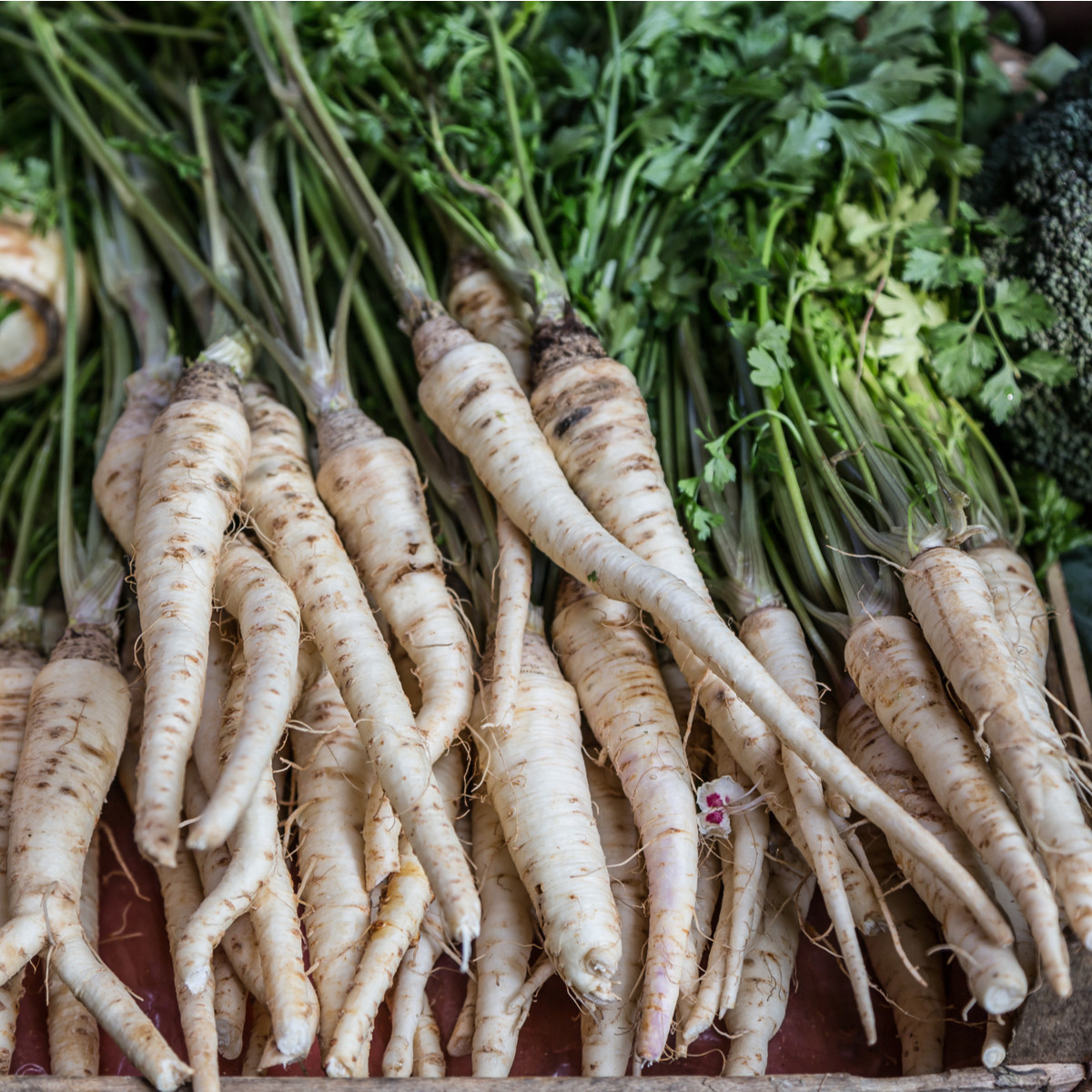 BIO Petržel Halblange - Petroselinum Crispum - bio semena petržele - 350 ks