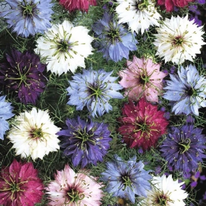 Černucha damašská směs - Nigella damascena - semena černuchy - 25 ks