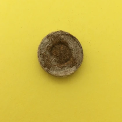 Rašelinové tablety - jiffy - 24 mm - 1 ks