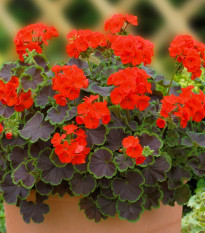 Muškát páskatý Nekita Scarlet F1 - Pelargonium zonale - semena muškátu - 4 ks