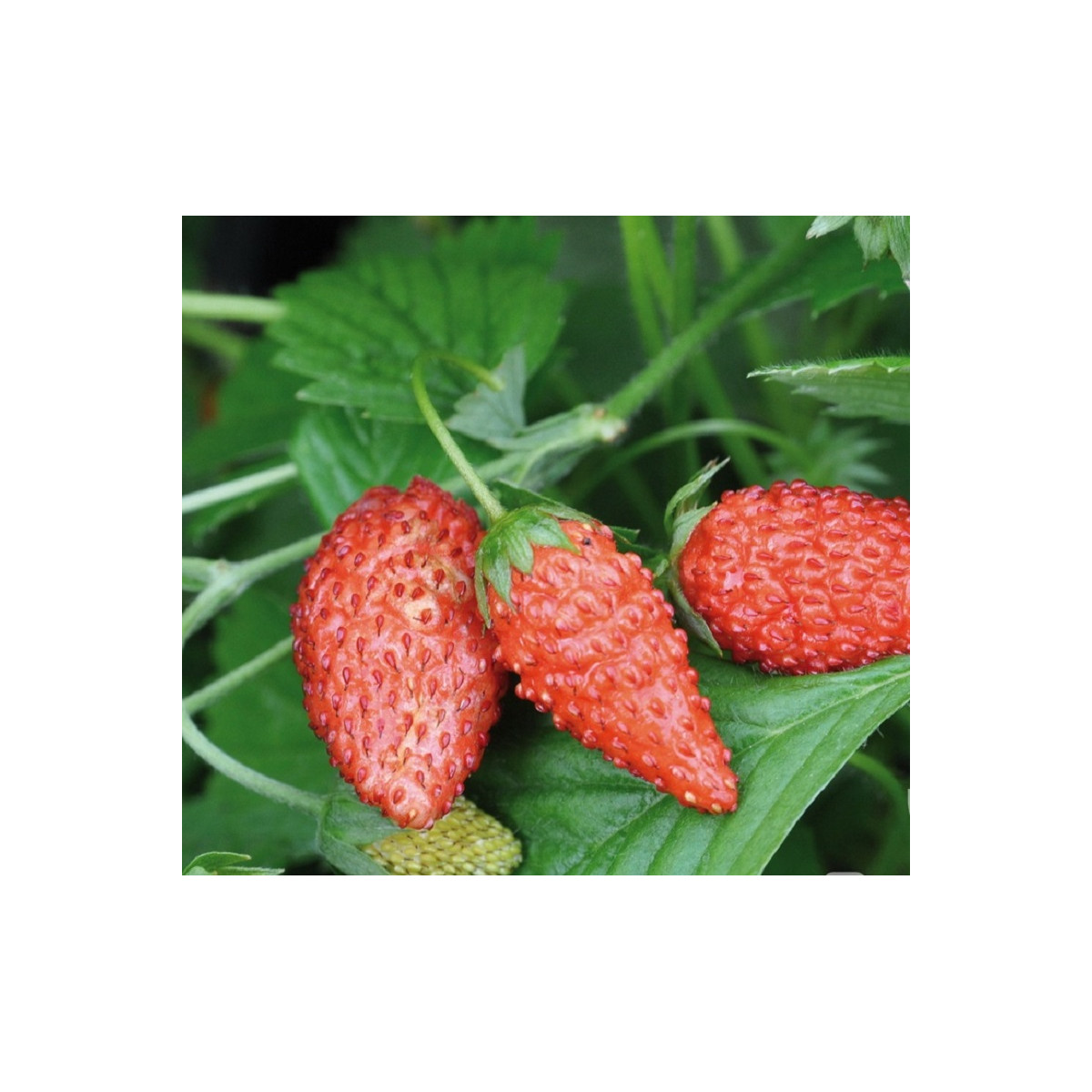 Jahodník lesní Tubby Red - Fragaria vesca - semena jahodníku - 15 ks