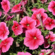 Petúnie mnohokvětá Claudia F1 - Petunia hybrida - semena petúnie - 30 ks