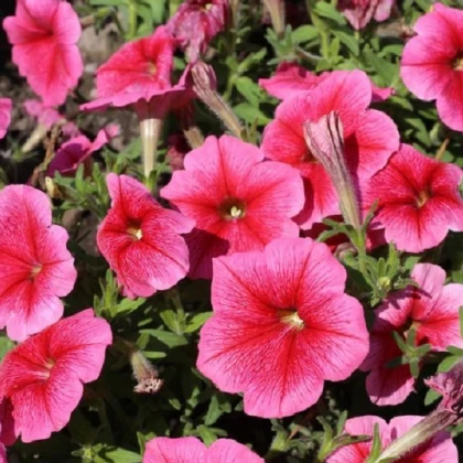 Petúnie mnohokvětá Claudia F1 - Petunia hybrida - semena petúnie - 30 ks