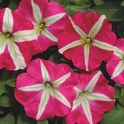 Petúnie mnohokvětá Belinda F1 - Petunia hybrida - semena petúnie - 30 ks
