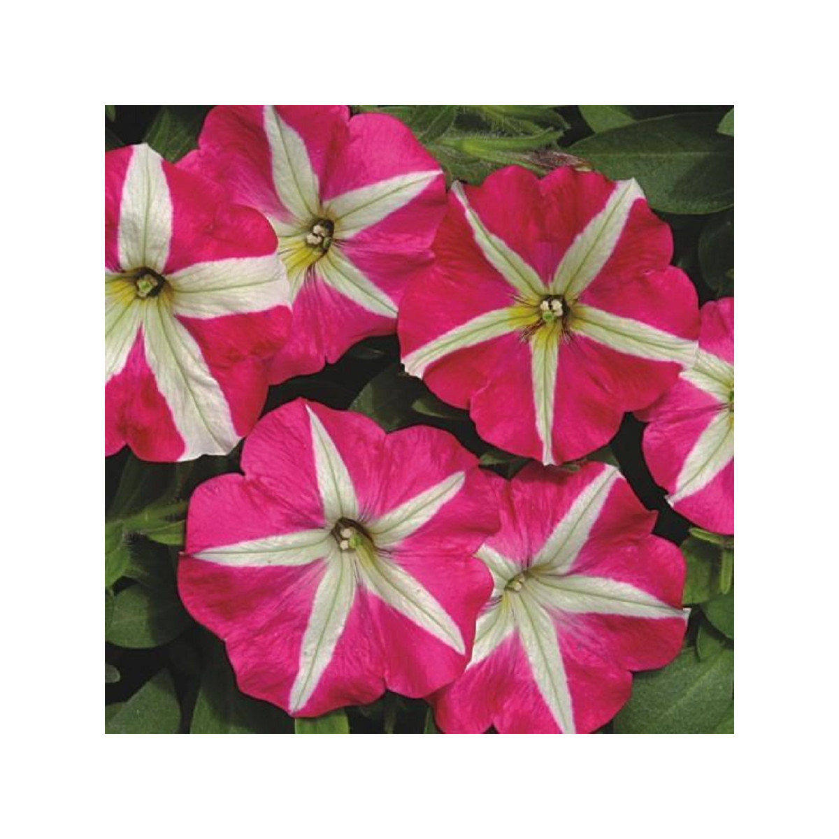 Petúnie mnohokvětá Belinda F1 - Petunia hybrida - semena petúnie - 30 ks