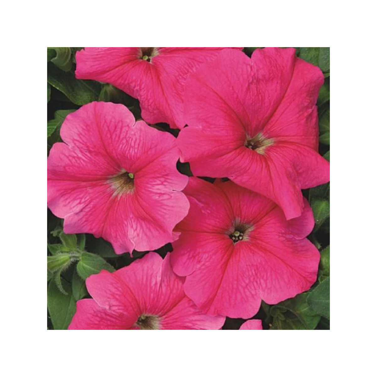 Petúnie mnohokvětá Rita F1 - Petunia hybrida - semena petúnie - 30 ks