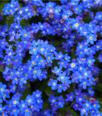 Pomněnka lesní Compindi - Myosotis sylvatica - semena pomněnky - 100 ks