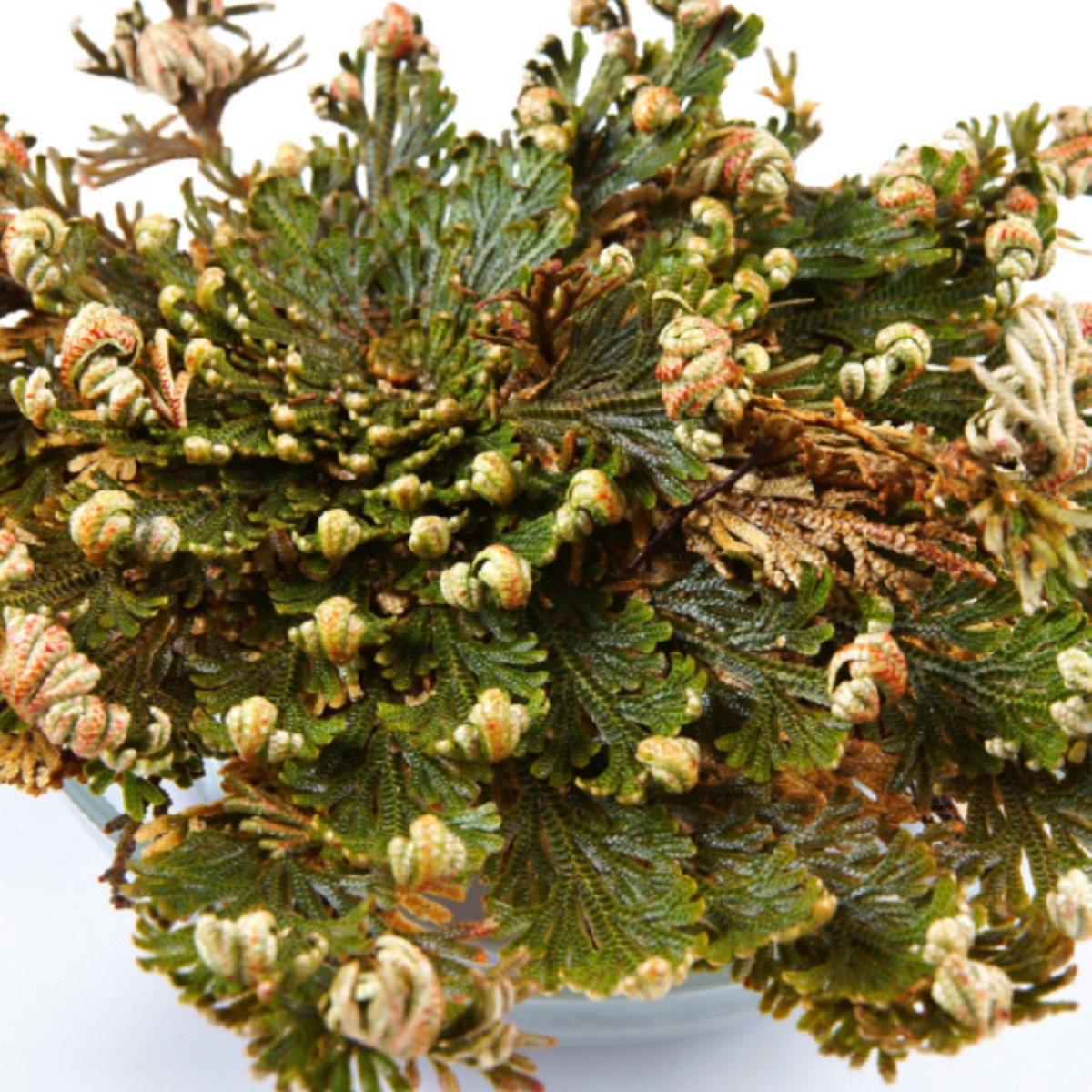 Růže z Jericha - Selaginella lepidophylla - cibule růže z jericha - 1 ks