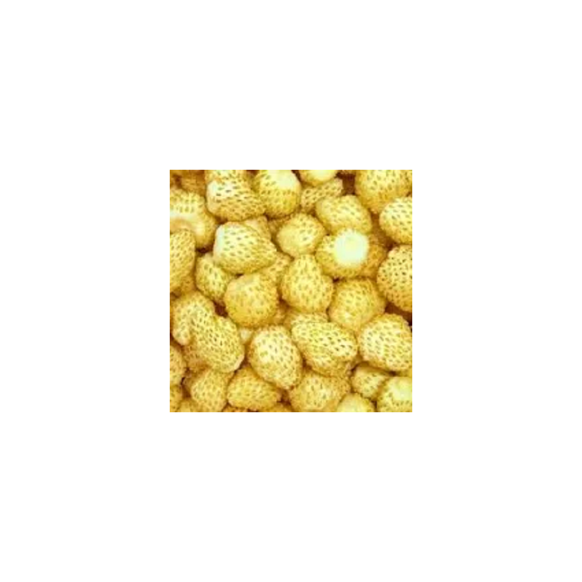 Jahodník měsíční Yellow Wonder - Fragaria vesca - semena jahodníku - 200 ks