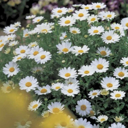 Kopretina balkonová Snowland - Chrysanthemum paludosum - semena kopretiny - 50 ks