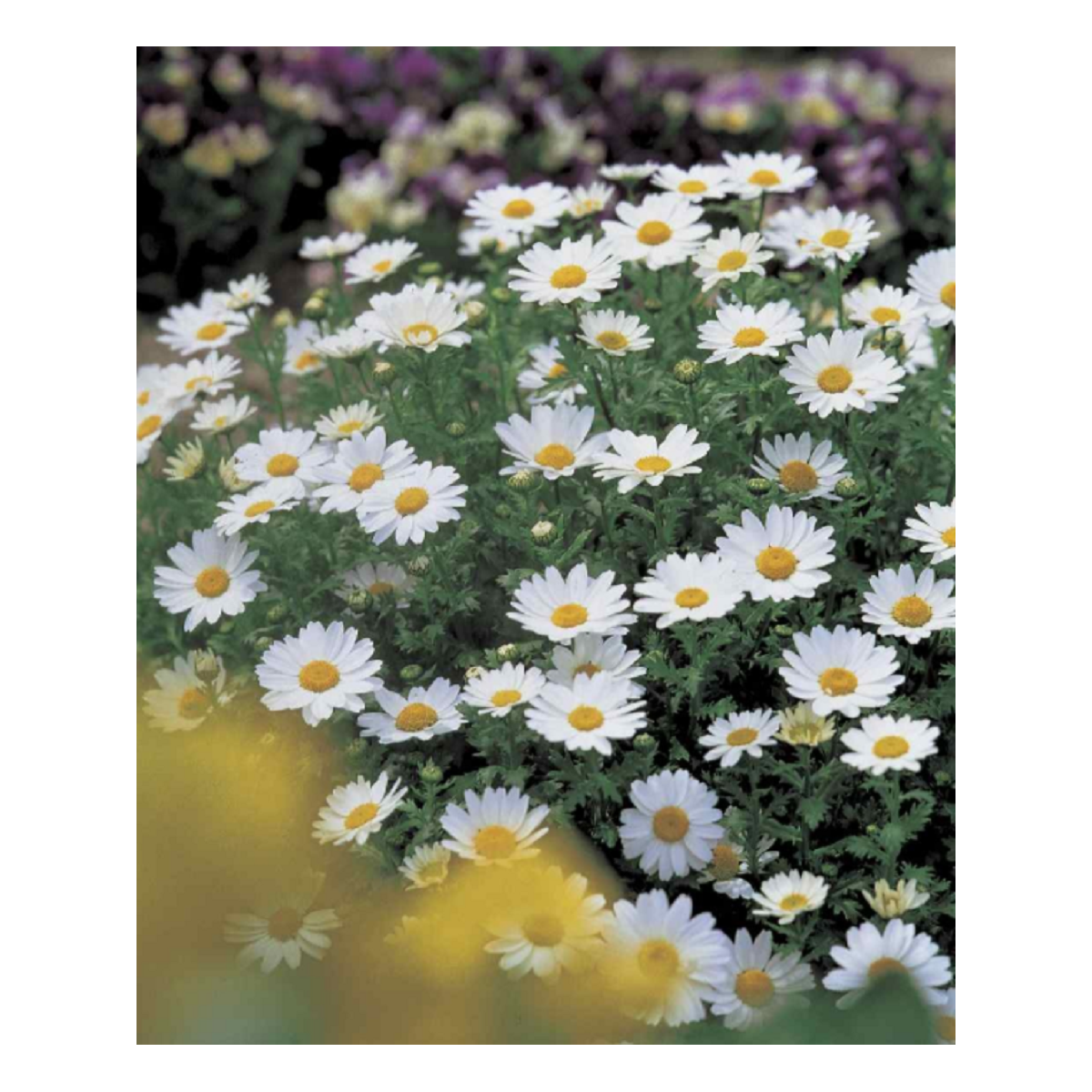 Kopretina balkonová Snowland - Chrysanthemum paludosum - semena kopretiny - 50 ks