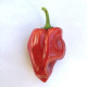 Chilli Pimientos De Padron - Capsicum annuum - semena chilli - 7 ks
