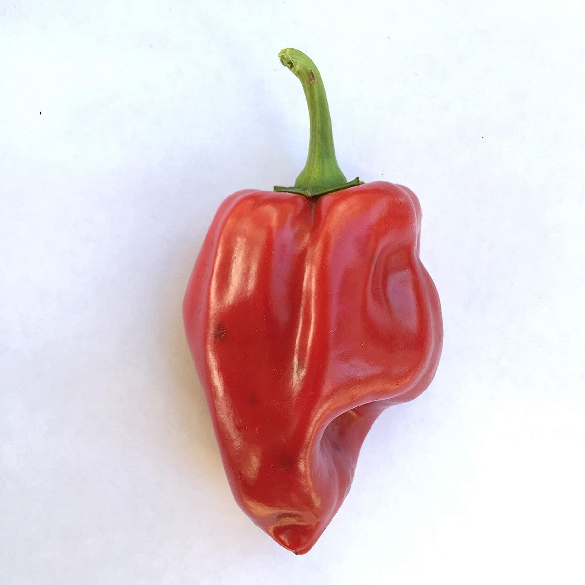 Chilli Pimientos De Padron - Capsicum annuum - semena chilli - 7 ks