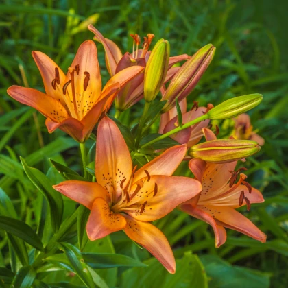 Lilie asijská Linda - Lilium - cibule lilie - 1 ks