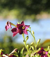 Tabák okrasný vonící Deep purple F1 - Nicotiana - semena tabáku - 50 ks