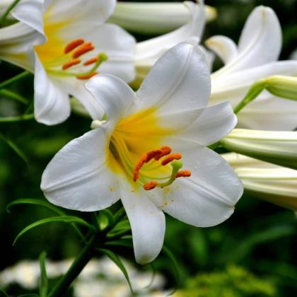 Balíček cibulek lilií - Lilium - cibuloviny - 3 ks