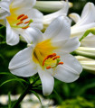 Balíček cibulek lilií - Lilium - cibuloviny - 3 ks