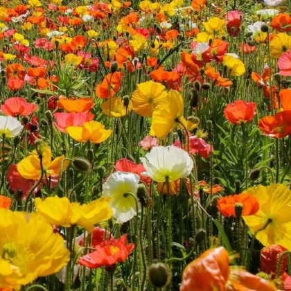 Mák islandský směs barev - Papaver nudicaule - semena máku - 50 ks