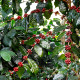 Himalája arab kávécserje – Coffea arabica – kávécserje magok – 15 db