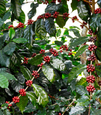 Himalája arab kávécserje – Coffea arabica – kávécserje magok – 15 db