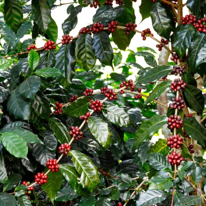 Himalája arab kávécserje – Coffea arabica – kávécserje magok – 15 db