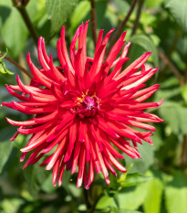 Astra čínská jehlicovitá červená - Callistephus chinensis - semena astry - 150 ks