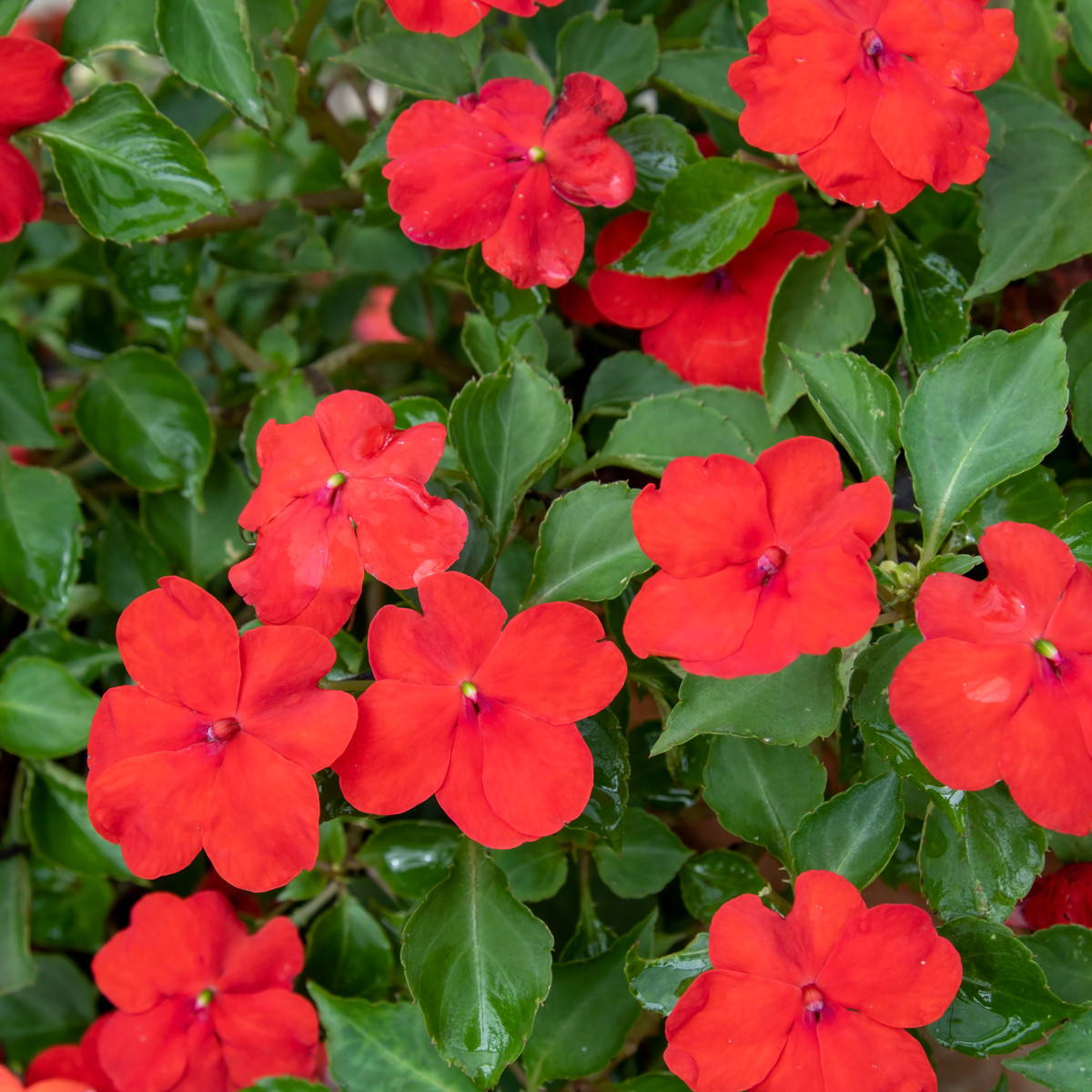 Barvínek Red F1 - Catharanthus - semena barvínku - 30 ks