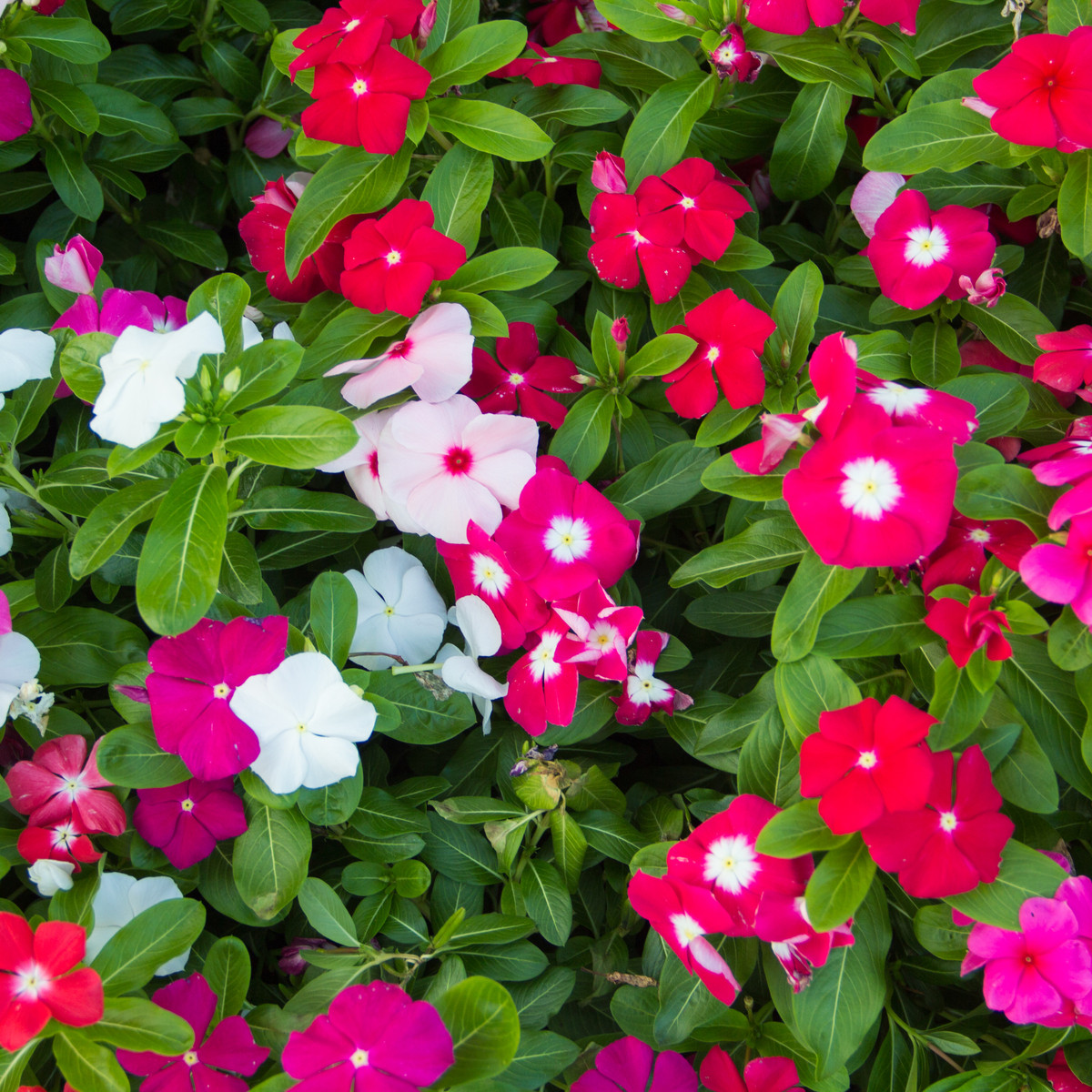 Barvínek Mix F1 - Catharanthus - semena barvínku - 30 ks