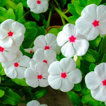 Barvínek Polka F1 - Catharanthus - semena barvínku - 30 ks