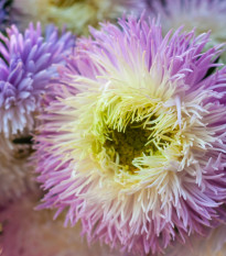 Astra čínská fialová Gerda - Callistephus chinensis - semena astry - 150 ks