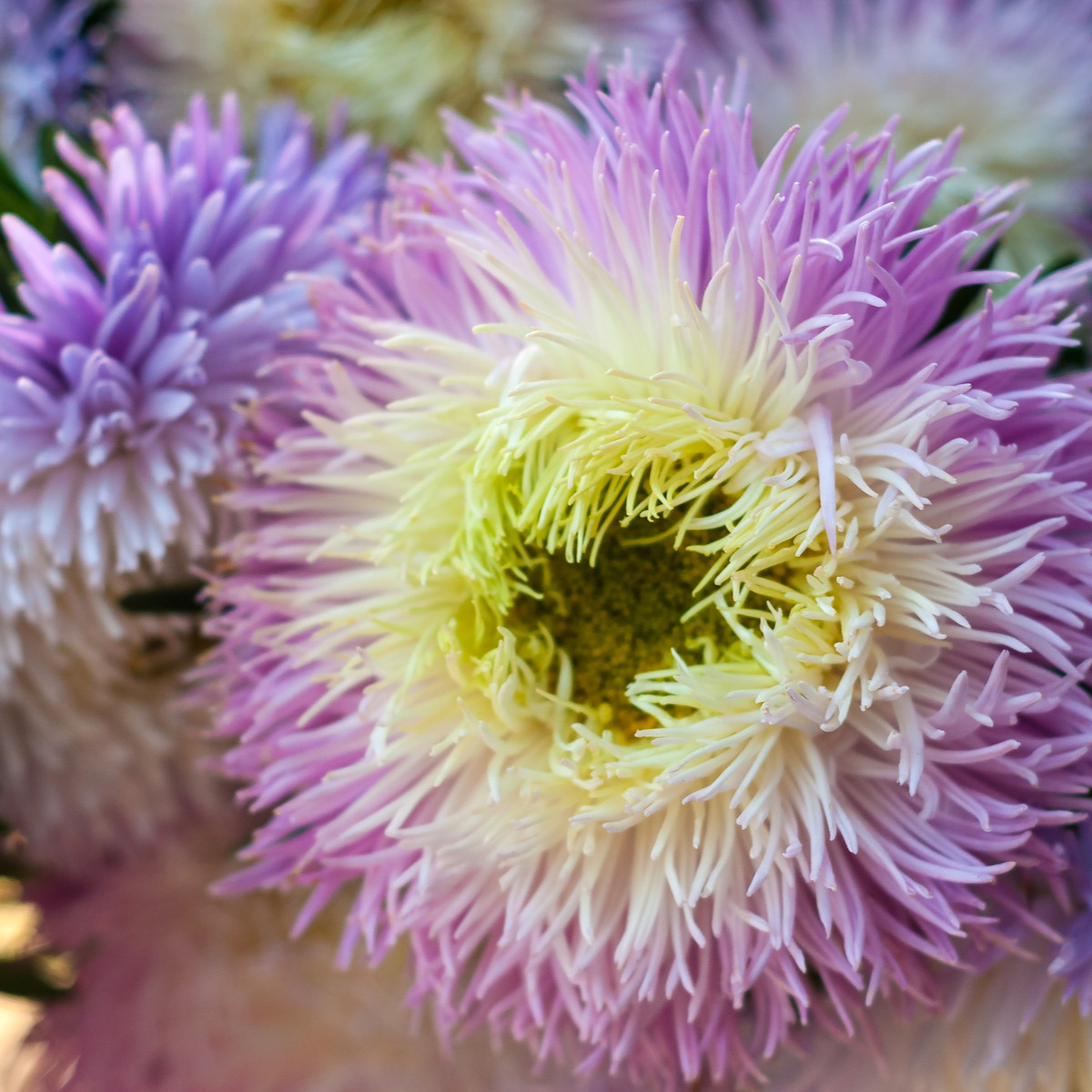 Astra čínská fialová Gerda - Callistephus chinensis - semena astry - 150 ks