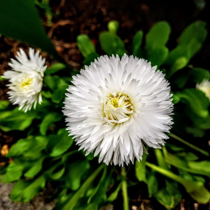 Astra čínská bílá Gaia - Callistephus chinensis - semena astry - 150 ks