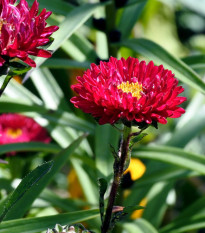 Astra čínská červená Gilda - Callistephus chinensis - semena astry - 150 ks