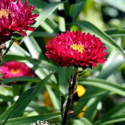 Astra čínská červená Gilda - Callistephus chinensis - semena astry - 150 ks