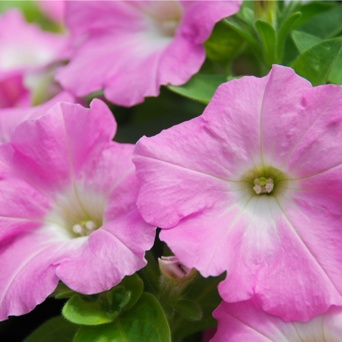 Petúnie Rosy Velvet F1 - Petunia hybrida - semena petúnie - 12 ks